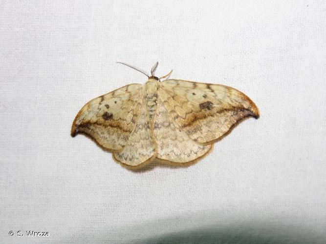 <i>Drepana falcataria</i> (Linnaeus, 1758) © S. Wroza