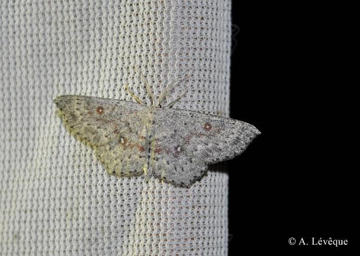 <i>Cyclophora pendularia</i> (Clerck, 1759) © A. Lévêque