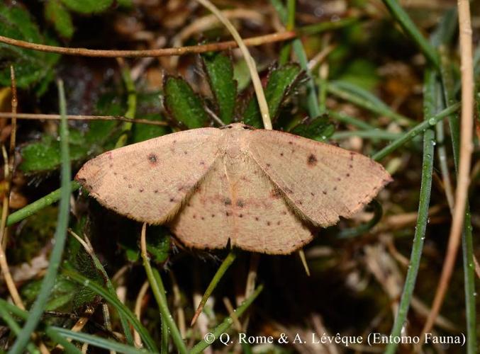 <i>Cyclophora puppillaria</i> (Hübner, 1799) © Q. ROME & A. LEVEQUE (Entomo Fauna)