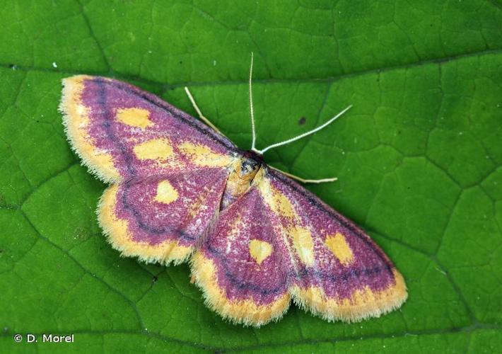 <i>Idaea muricata</i> (Hufnagel, 1767) © D. Morel