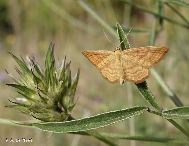 <i>Idaea ochrata</i> (Scopoli, 1763) © A. Le Nevé