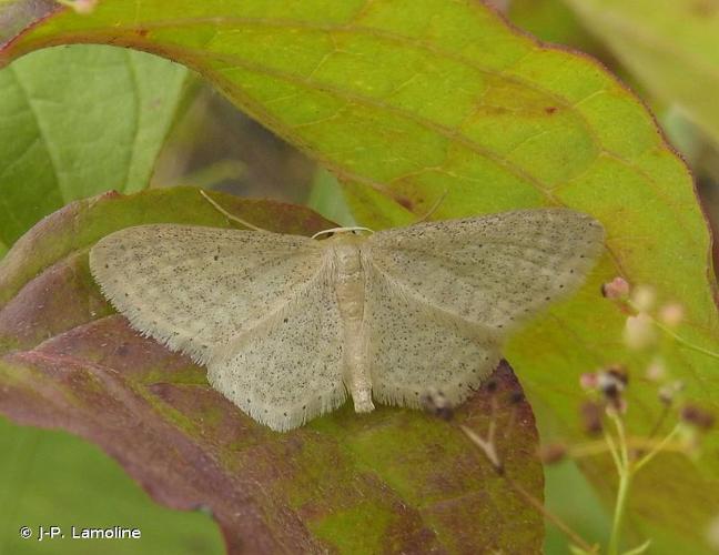 <i>Idaea sylvestraria</i> (Hübner, 1799) © J-P. Lamoline