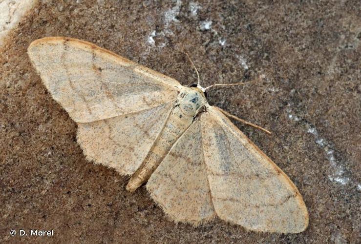 <i>Idaea straminata</i> (Borkhausen, 1794) © D. Morel