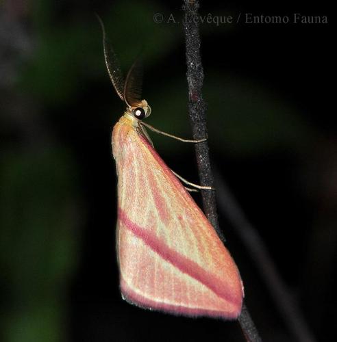 <i>Rhodometra sacraria</i> (Linnaeus, 1767) © A. LEVEQUE (Entomo Fauna)