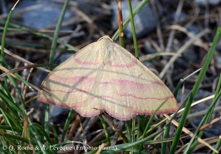 <i>Rhodostrophia vibicaria</i> (Clerck, 1759) © Q. ROME & A. LEVEQUE (Entomo Fauna)