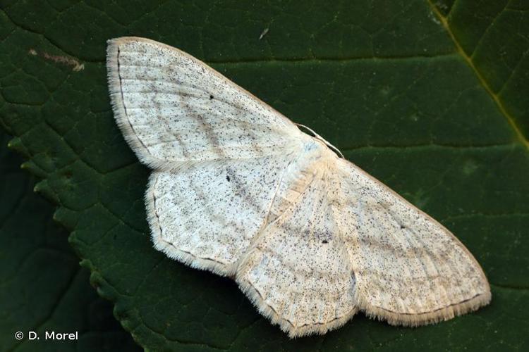 <i>Scopula nigropunctata</i> (Hufnagel, 1767) © D. Morel