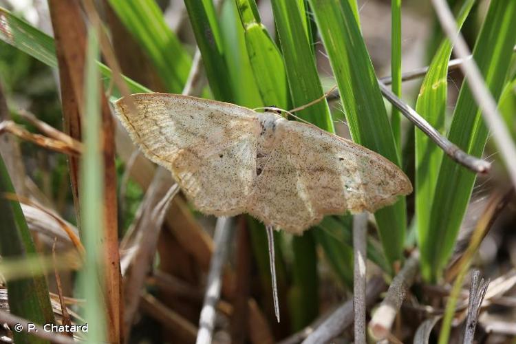 <i>Scopula immutata</i> (Linnaeus, 1758) © P. Chatard