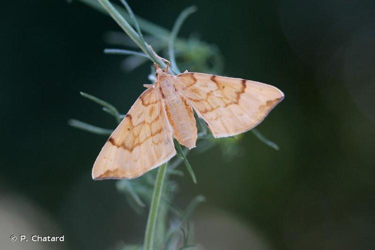 <i>Gandaritis pyraliata</i> (Denis & Schiffermüller, 1775) © P. Chatard