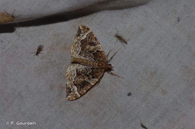 <i>Eulithis prunata</i> (Linnaeus, 1758) © P. Gourdain