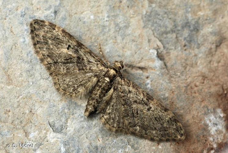 <i>Eupithecia abbreviata</i> Stephens, 1831 © D. Morel