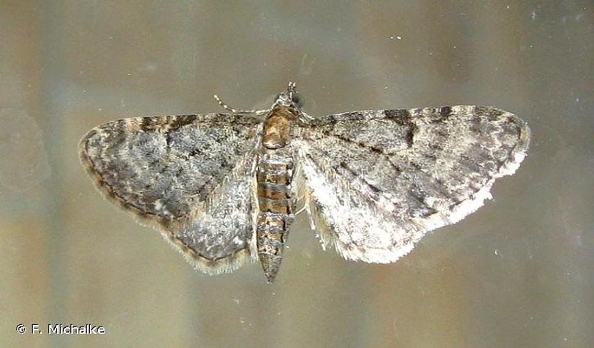 <i>Eupithecia subfuscata</i> (Haworth, 1809) © F. Michalke