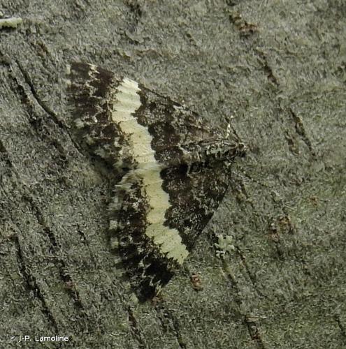 <i>Spargania luctuata</i> (Denis & Schiffermüller, 1775) © J-P. Lamoline