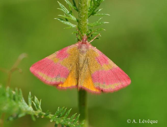 <i>Lythria cruentaria</i> (Hufnagel, 1767) © A. Lévêque