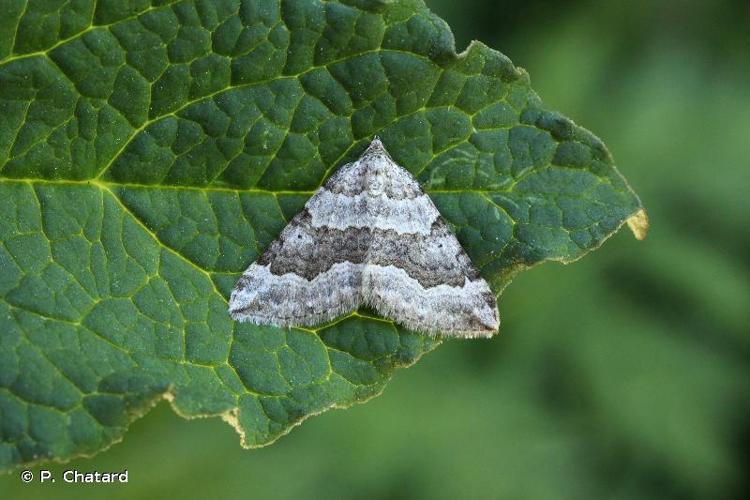 <i>Scotopteryx vicinaria</i> (Duponchel, 1830) © P. Chatard