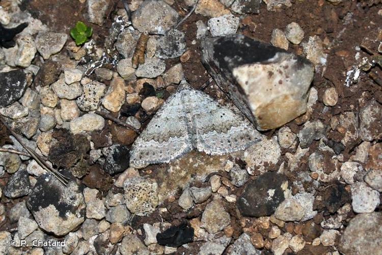 <i>Scotopteryx bipunctaria</i> (Denis & Schiffermüller, 1775) © P. Chatard