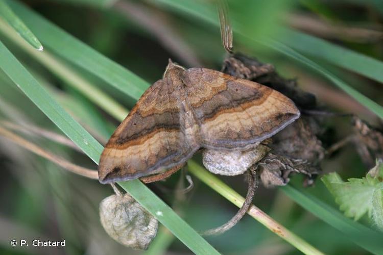 <i>Scotopteryx chenopodiata</i> (Linnaeus, 1758) © P. Chatard