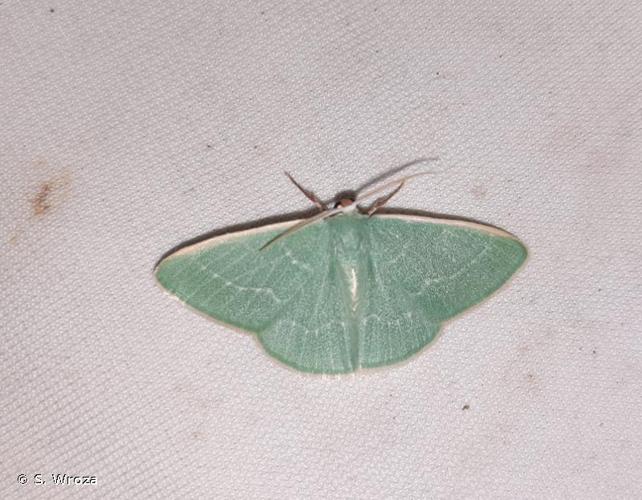 <i>Chlorissa viridata</i> (Linnaeus, 1758) © S. Wroza