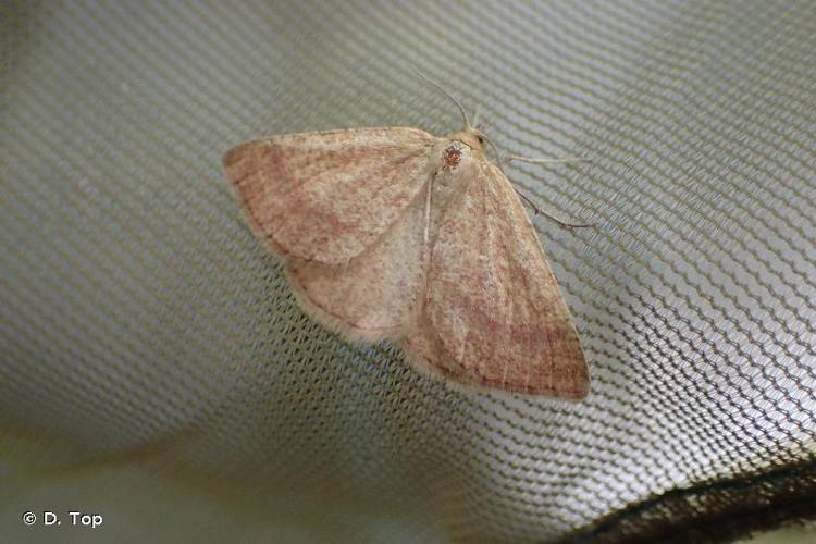 <i>Aplasta ononaria</i> (Fuessly, 1783) © D. Top