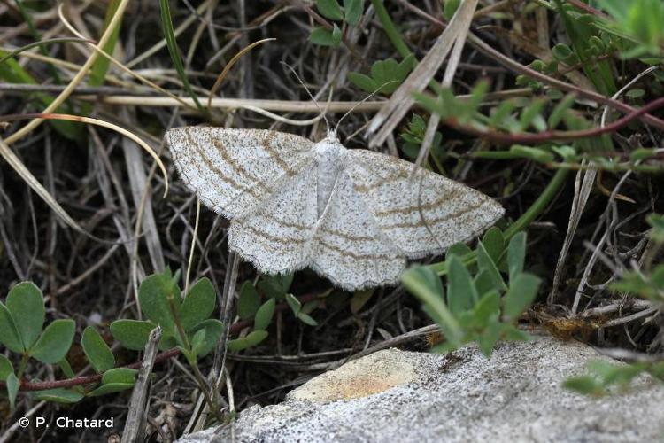 <i>Perconia strigillaria</i> (Hübner, 1787) © P. Chatard