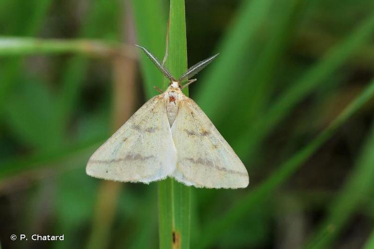 <i>Aspitates ochrearia</i> (Rossi, 1794) © P. Chatard