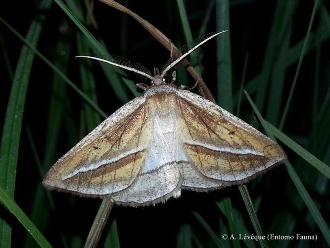 <i>Chariaspilates formosaria</i> (Eversmann, 1837) © A. LEVEQUE (Entomo Fauna)