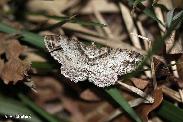 <i>Paradarisa consonaria</i> (Hübner, 1799) © P. Chatard