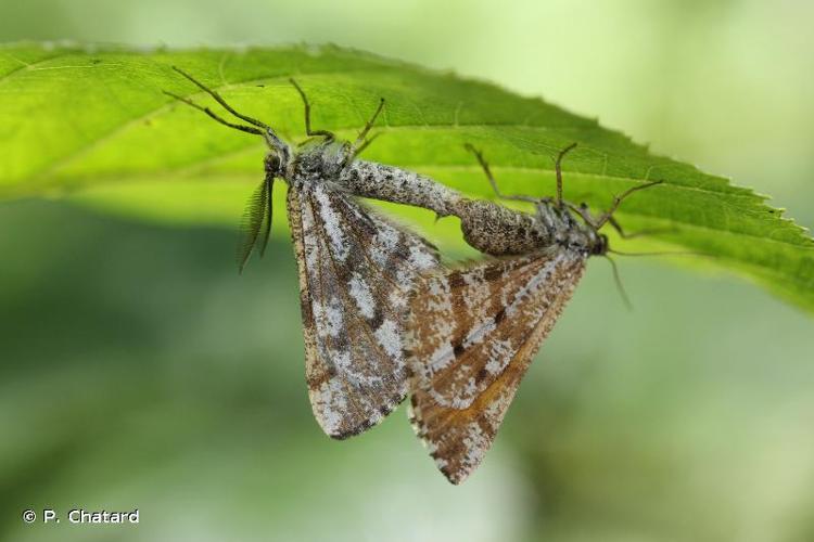 <i>Bupalus piniaria</i> (Linnaeus, 1758) © P. Chatard