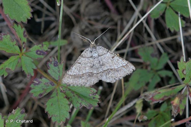 <i>Isturgia murinaria</i> (Denis & Schiffermüller, 1775) © P. Chatard