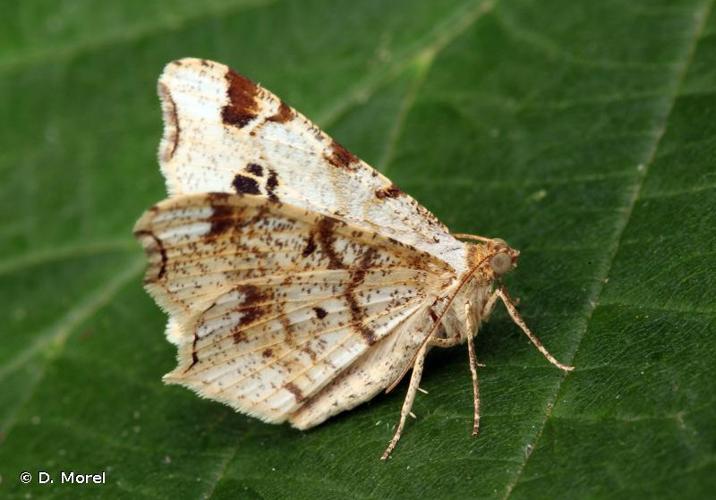 <i>Macaria alternata</i> (Denis & Schiffermüller, 1775) © D. Morel