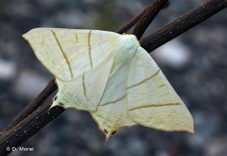 <i>Ourapteryx sambucaria</i> (Linnaeus, 1758) © D. Morel