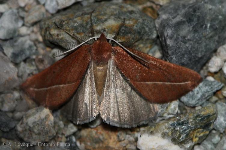 <i>Compsoptera opacaria</i> (Hübner, 1819) © A. LEVEQUE (Entomo Fauna)