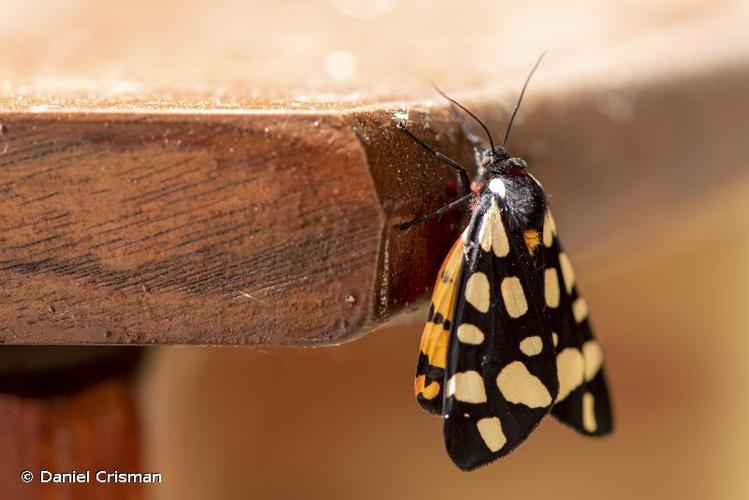 <i>Arctia villica</i> (Linnaeus, 1758) © Daniel Crisman