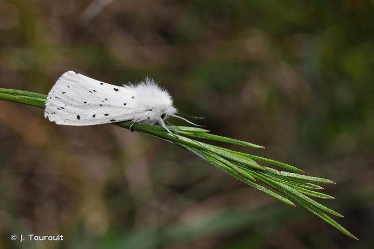 <i>Spilosoma lubricipeda</i> (Linnaeus, 1758) © J. Touroult