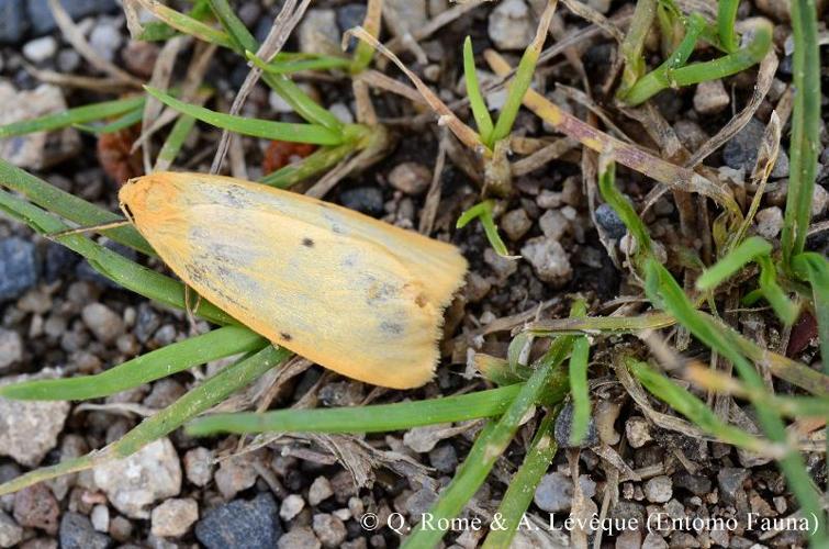 <i>Cybosia mesomella</i> (Linnaeus, 1758) © Q. ROME & A. LEVEQUE (Entomo Fauna)