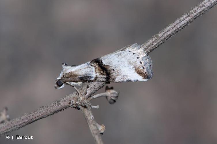 <i>Zebeeba falsalis</i> (Herrich-Schäffer, 1839) © J. Barbut