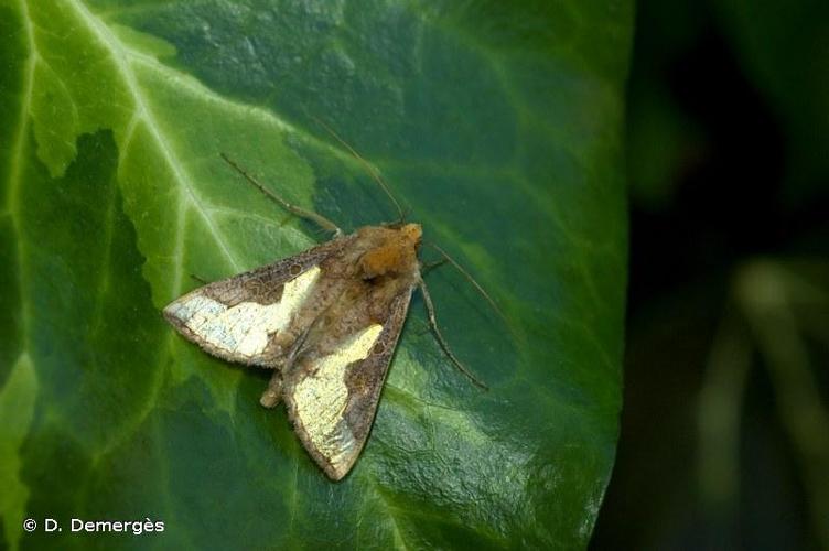 <i>Thysanoplusia orichalcea</i> (Fabricius, 1775) © D. Demergès