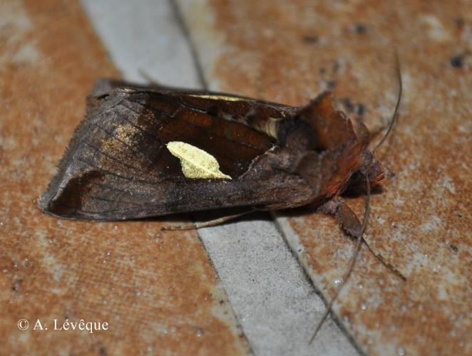 <i>Autographa bractea</i> (Denis & Schiffermüller, 1775) © A. Lévêque