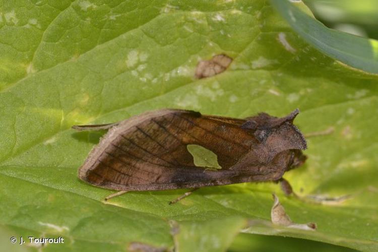 <i>Autographa aemula</i> (Denis & Schiffermüller, 1775) © J. Touroult