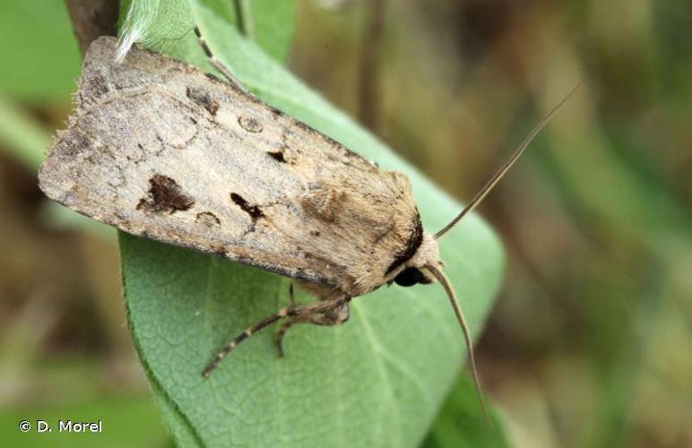 <i>Agrotis exclamationis</i> (Linnaeus, 1758) © D. Morel