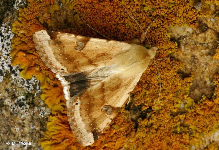 <i>Heliothis peltigera</i> (Denis & Schiffermüller, 1775) © D. Morel