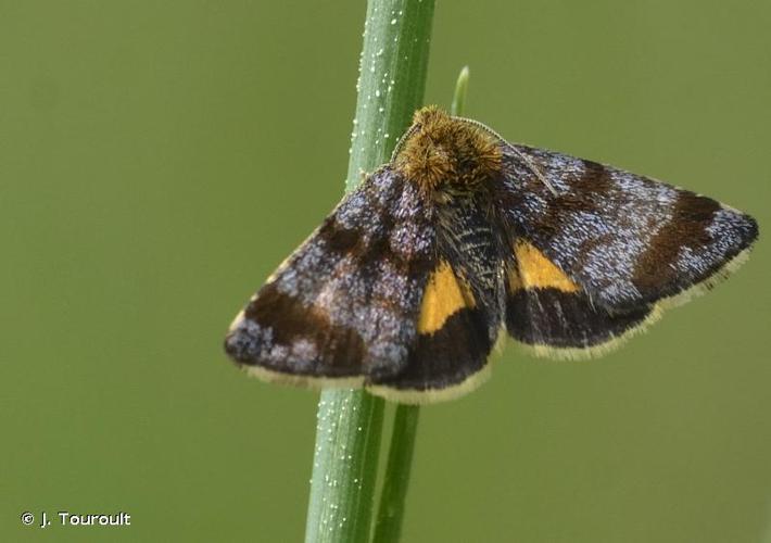 <i>Panemeria tenebrata</i> (Scopoli, 1763) © J. Touroult