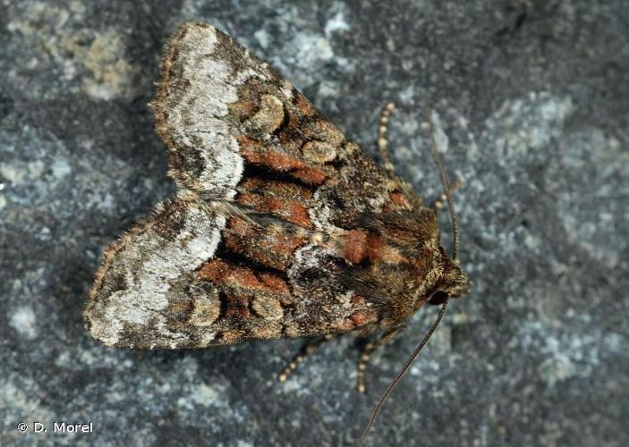 <i>Oligia versicolor</i> (Borkhausen, 1792) © D. Morel