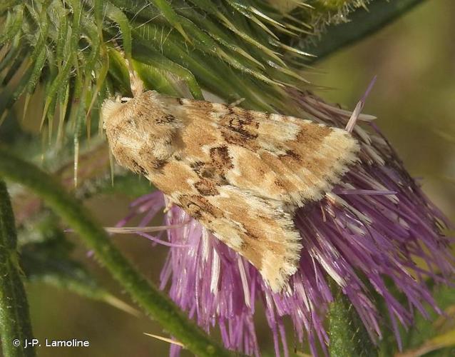 <i>Eremobia ochroleuca</i> (Denis & Schiffermüller, 1775) © J-P. Lamoline