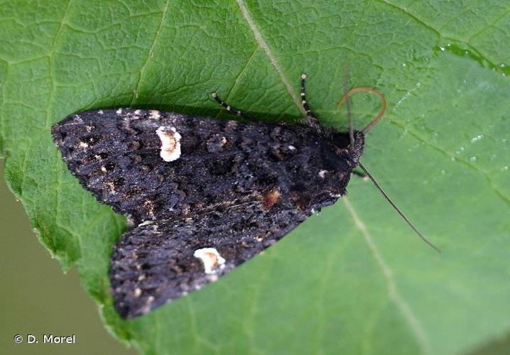 <i>Melanchra persicariae</i> (Linnaeus, 1761) © D. Morel