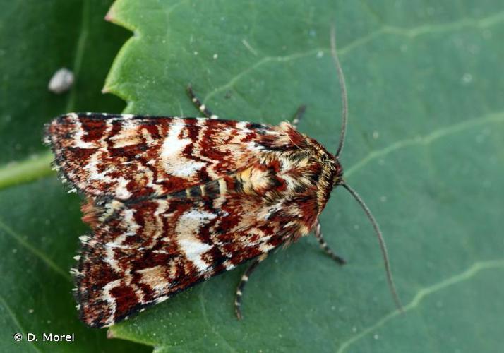 <i>Anarta myrtilli</i> (Linnaeus, 1761) © D. Morel