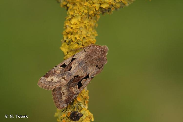 <i>Orthosia gothica</i> (Linnaeus, 1758) © N. Tobak