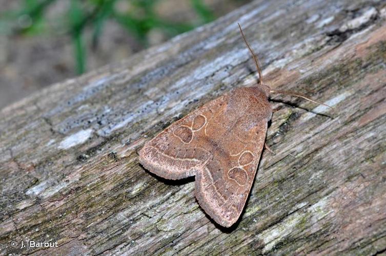 <i>Orthosia cerasi</i> (Fabricius, 1775) © J. Barbut