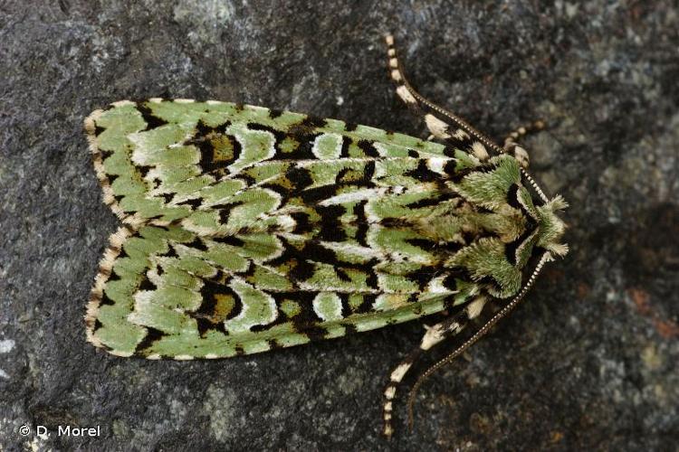 <i>Griposia aprilina</i> (Linnaeus, 1758) © D. Morel