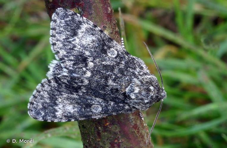 <i>Acronicta megacephala</i> (Denis & Schiffermüller, 1775) © D. Morel