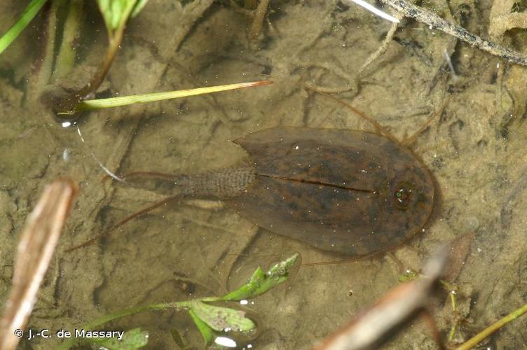 <i>Triops cancriformis</i> (Bosc, 1801) © J.-C. de Massary